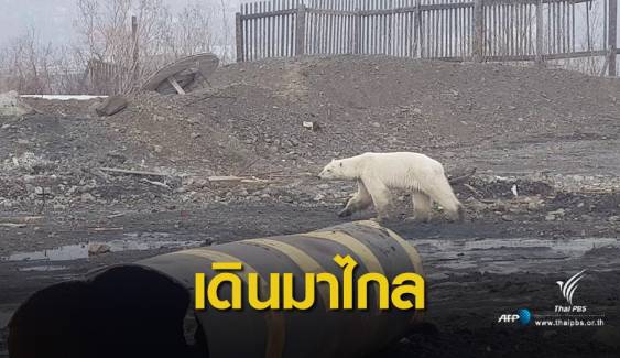 หมีขั้วโลกรุกเขตเมืองรัสเซีย ผู้เชี่ยวชาญคาดอาจหลงทาง
