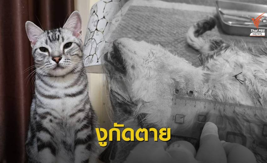วอชด็อกไทยแลนด์เปิดผลชันสูตร "แมวเจ้าสัว" ถูกงูกัดตาย