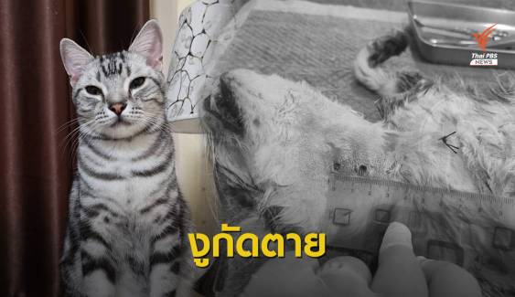 วอชด็อกไทยแลนด์เปิดผลชันสูตร "แมวเจ้าสัว" ถูกงูกัดตาย