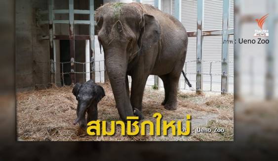 ข่าวดี "พังอุทัย" ช้างไทย ตกลูกที่สวนสัตว์ในญี่ปุ่น