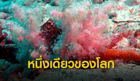 พบปะการังอ่อน 2 ชนิดใหม่ของโลกตั้งชื่อ “สิรินธรเน่-คอร์นิกีร่า”