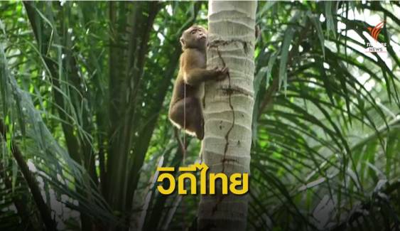 ดราม่า?  ข้ออ้างลิงเก็บมะพร้าวแบนสินค้าไทย 