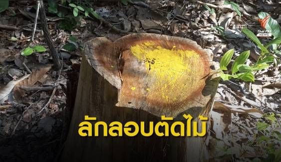 "ป่าโคกดงเค็ง" ถูกตัดเหี้ยนเหลือแต่ตอกว่า 3,000 ต้น 