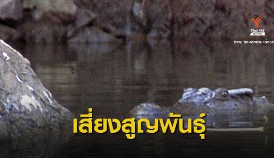  "จระเข้น้ำจืดพันธุ์ไทย" เหลือแค่ 20 ตัวอาศัยใน 3 อุทยาน