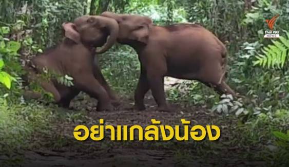 ภาพน่ารัก "ช้างป่า 2 ตัว" ใช้งวงฟาดกันกลางป่ากาญจนบุรี 