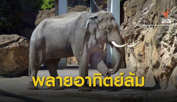 สวนสัตว์อุเอโนะไว้อาลัยพลาย “อาทิตย์” ทูตสันถวไมตรีไทย-ญี่ปุ่น