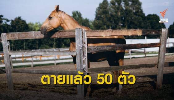 ม้าปากช่องตายแล้ว 50 ตัว ปศุสัตว์เร่งหาสาเหตุโรคระบาด 