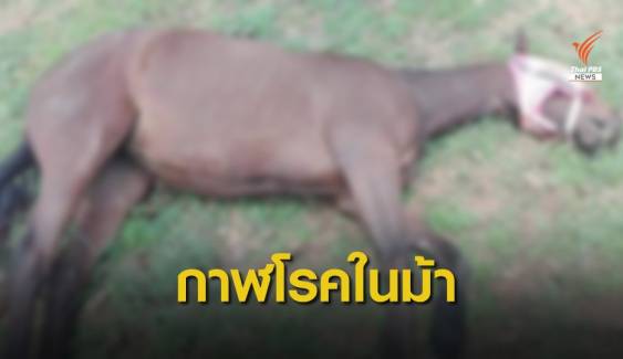 ปศุสัตว์ชี้ "ม้า" ตายที่ปากช่องป่วยกาฬโรคในม้า