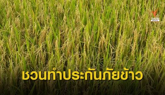 ธ.ก.ส. เปิดรับทำประกันภัยข้าวนาปี ปีการผลิต 2563