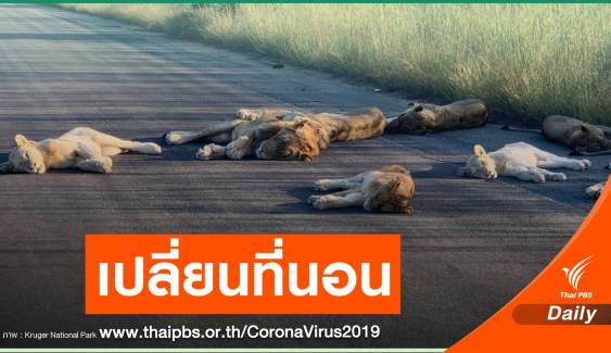 "สิงโต" ครองถนน หลังอุทยานฯ แอฟริกาใต้ปิด ช่วง COVID-19