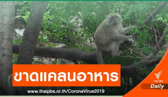 ลิงเขาตังกวน ขาดแคลนอาหารช่วง COVID-19