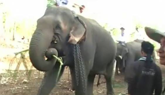 "จับตา"สถานกาณณ์อนาคตช้างไทยน่าห่วง 