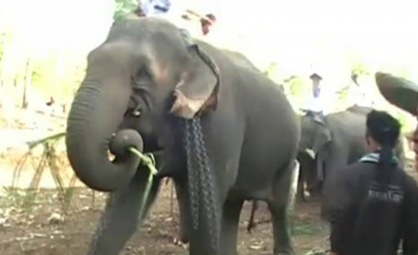 "จับตา"สถานกาณณ์อนาคตช้างไทยน่าห่วง 