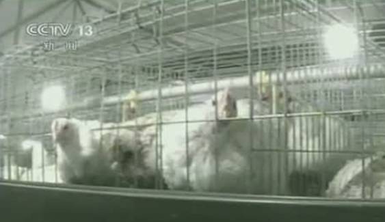 “ซีซีทีวี” เผยฟาร์มเลี้ยงไก่ในจีนใช้ยาเร่งไก่โตผิดธรรมชาติ 