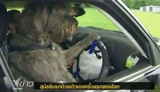 สุนัขขับรถด้วยตัวเองครั้งแรกของโลก