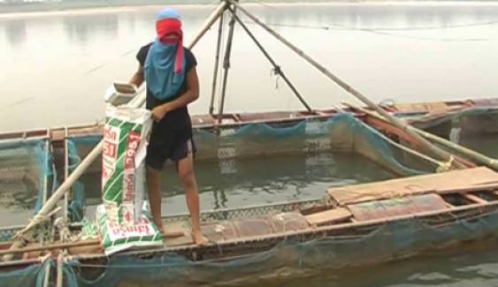 อากาศหนาวส่งผลกระทบผู้เลี้ยง "ปลากระชัง" ในแม่น้ำโขง