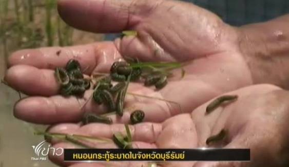 หนอนกระทู้ระบาดในจังหวัดบุรีรัมย์เสียหายแล้วกว่า 5,000 ไร่