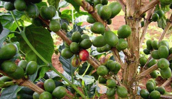 เกษตรฯต่อยอด “ยุทธศาสตร์กาแฟ” เพิ่มศักยภาพแข่งขันการค้ารับอาเซียน