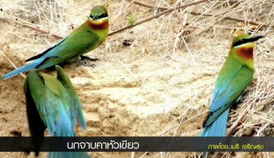 "นกจาบคาหัวเขียว" นกอพยพทำรังในไทยช่วงเดือนก.พ.-มิ.ย.