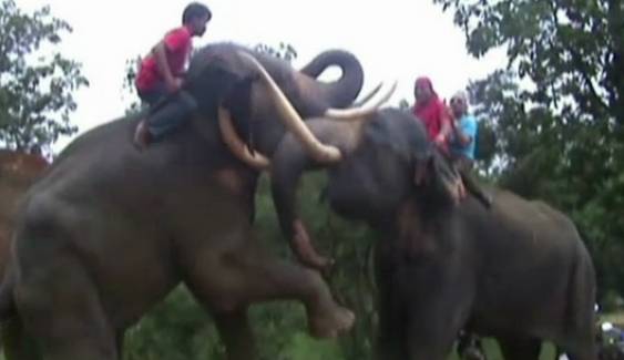 กลุ่มผู้เลี้ยงช้างหลายจังหวัดค้านร่าง พ.ร.บ.สงวนและคุ้มครองสัตว์ป่า