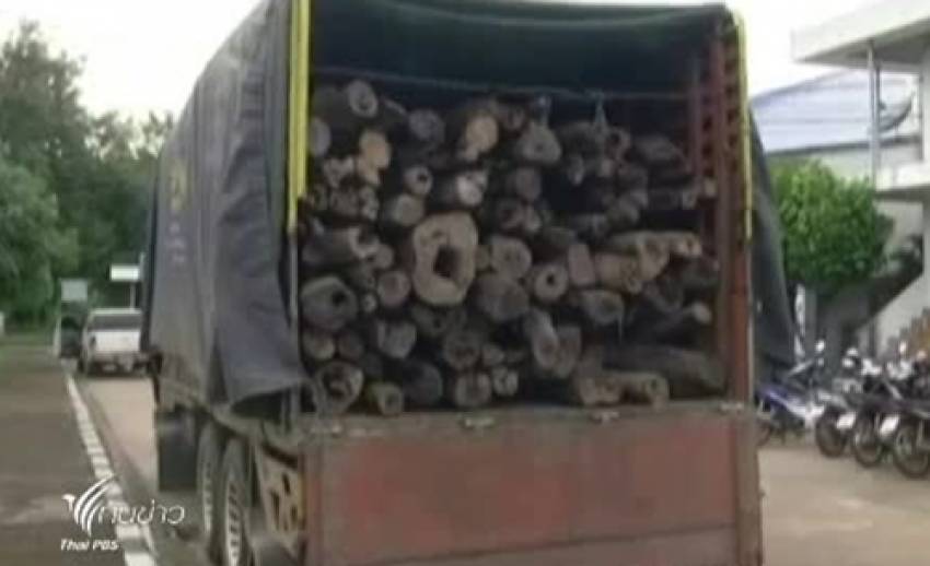 ตร.สกลนคร จับขบวนการค้าไม้พะยูง พร้อมของกลางกว่า 200 ท่อน