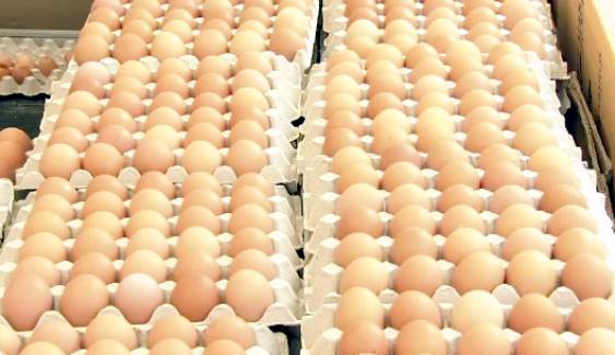 ผู้เลี้ยงไก่ไข่ ร้องศาลปกครอง ระงับพาณิชย์สั่งตรึงราคาไข่