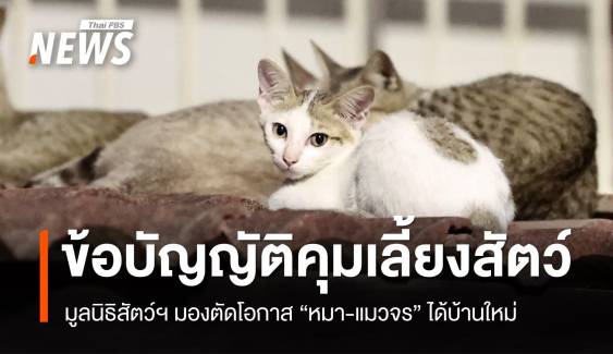 มูลนิธิสัตว์ มองข้อบัญญัติคุมเลี้ยงสัตว์ ตัดโอกาส "หมา-แมวจร" ได้บ้านใหม่