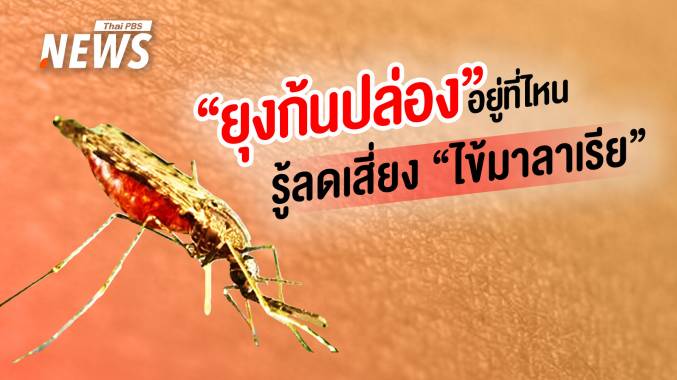 &quot;ยุงก้นปล่อง&quot; อยู่ที่ไหน รู้ลดเสี่ยงจาก &quot;ไข้มาลาเรีย&quot;