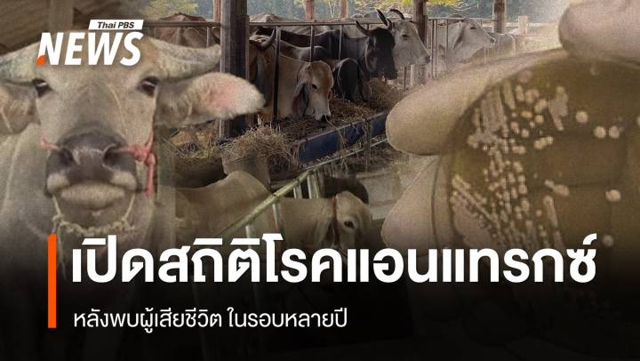 เปิดสถิติโรคแอนแทรกซ์ในไทย  หลังพบผู้ป่วยในรอบหลายปี 