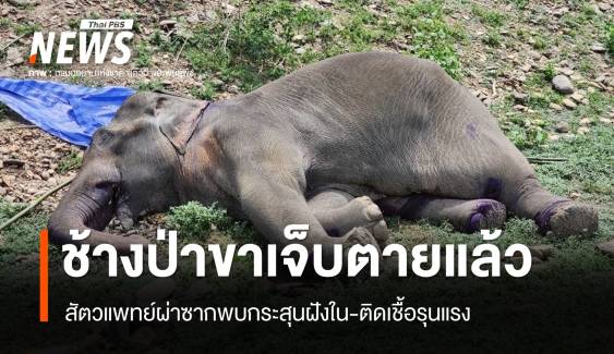 "ช้างป่ากุยบุรี" ขาเจ็บตายแล้ว ผ่าซากพบกระสุนฝังใน-ติดเชื้อรุนแรง