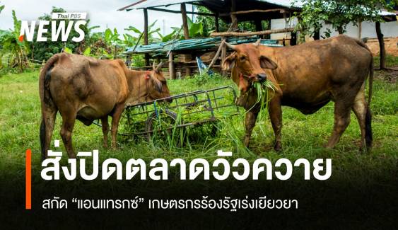 ปศุสัตว์สั่งปิดตลาดโคกระบืออีสาน หวังคุม "แอนแทรกซ์" ระบาด