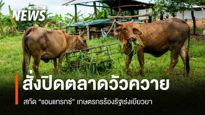 ปศุสัตว์สั่งปิดตลาดโคกระบืออีสาน หวังคุม "แอนแทรกซ์" ระบาด
