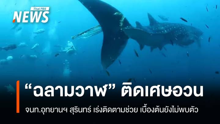 จนท.อุทยานฯ สุรินทร์ เร่งช่วย "ฉลามวาฬ" ติดเศษอวน 