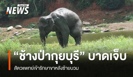 เร่งช่วย "ช้างป่ากุยบุรี" ขาหลังซ้ายบวม