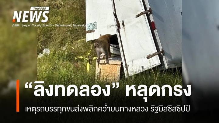 "ลิงทดลอง" หลุดกรงจากเหตุรถบรรทุกขนส่งพลิกคว่ำในสหรัฐฯ