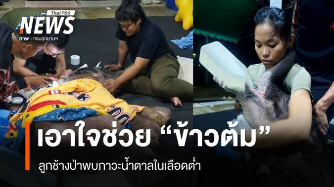 ทีมสัตวแพทย์ดูแลใกล้ชิด ลูกช้างป่า "ข้าวต้ม" พบภาวะน้ำตาลในเลือดต่ำ  