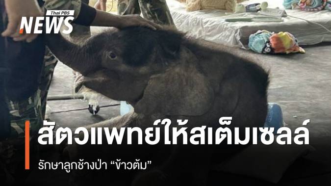  ทีมสัตวแพทย์ให้สเต็มเซลล์ รักษาลูกช้างป่า “ข้าวต้ม”
