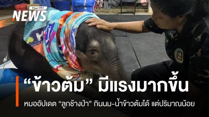 ลูกช้างป่า "ข้าวต้ม" มีแรงมากขึ้น แต่ยังกินนม-น้ำข้าวต้มได้น้อย