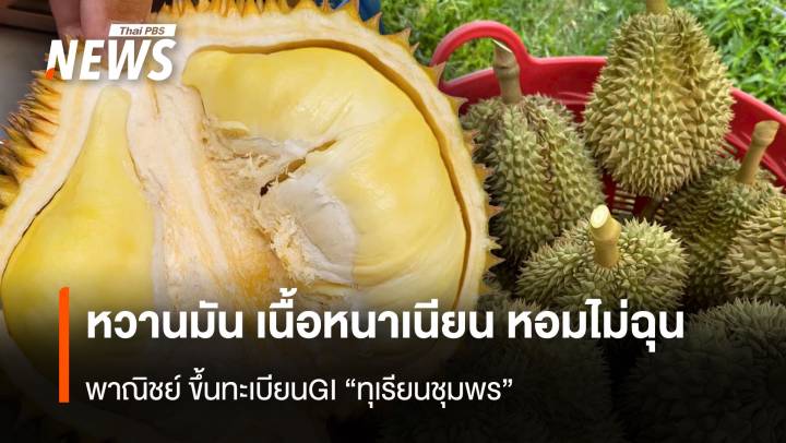  หวานมัน เนื้อหนาเนียน หอมไม่ฉุน พาณิชย์ ขึ้นทะเบียนGI “ทุเรียนชุมพร”
