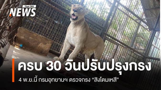 4 พ.ย.นี้ กรมอุทยานฯ ตรวจกรง &quot;สิงโตมเหสี&quot; ครบกำหนดปรับปรุง 30 วัน