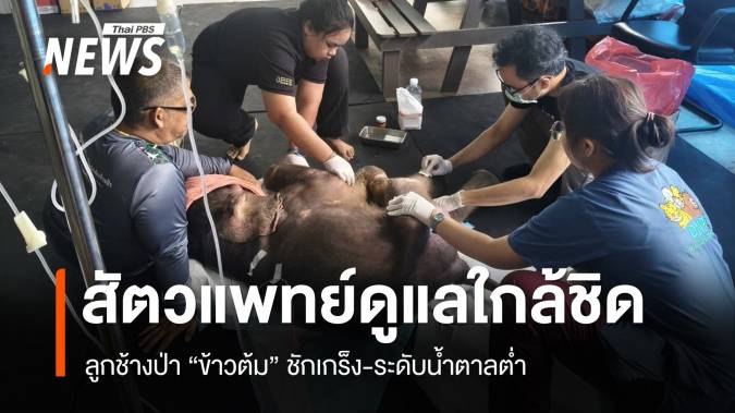 ทีมสัตวแพทย์ดูแลใกล้ชิด ลูกช้างป่า "ข้าวต้ม" ชักเกร็ง-ระดับน้ำตาลต่ำ