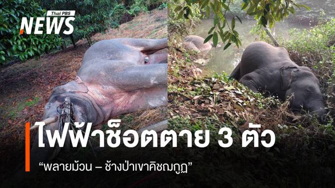 "พลายม้วน-ช้างป่าเขาคิชฌกูฏ" ถูกไฟฟ้าช็อตตาย 3 ตัว