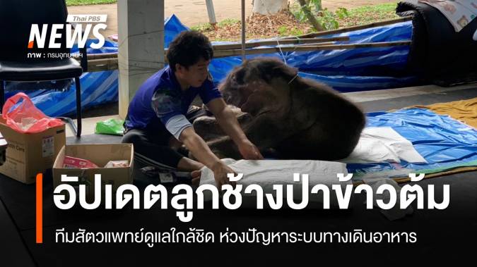 ทีมสัตวแพทย์ดูแลใกล้ชิด ลูกช้างป่า "ข้าวต้ม" ห่วงปัญหาระบบทางเดินอาหาร