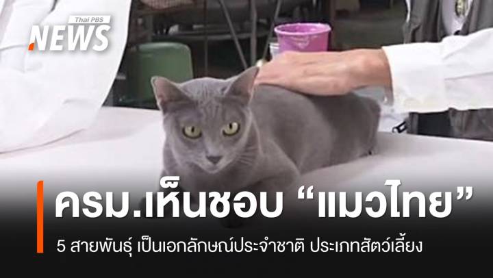 ครม.เห็นชอบ "แมวไทย" 5 สายพันธุ์ เป็นเอกลักษณ์ประจำชาติ ประเภทสัตว์เลี้ยง