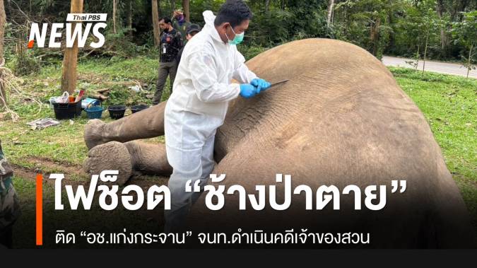 รั้วไฟฟ้าช็อต “ช้างป่าแก่งกระจาน” อายุ 15 ปี ตาย 1 ตัว