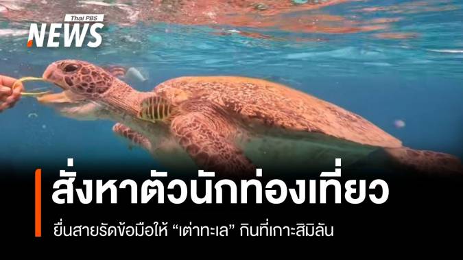 กรมอุทยานฯ สั่งหา​ตัว นทท.​ยื่นสายรัดข้อมือให้ "เต่าทะเล" กินที่เกาะสิมิลัน