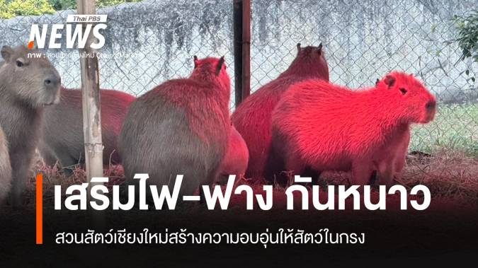 อินทนนท์หนาวจัด -0.1°C สวนสัตว์เชียงใหม่เพิ่มไฟ-ฟางดูแลสัตว์