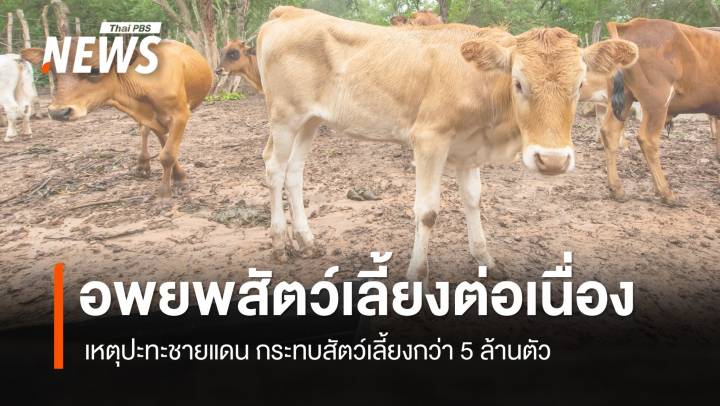 เหตุปะทะชายแดนไทย-กัมพูชา กระทบสัตว์เลี้ยงกว่า 5 ล้านตัว
