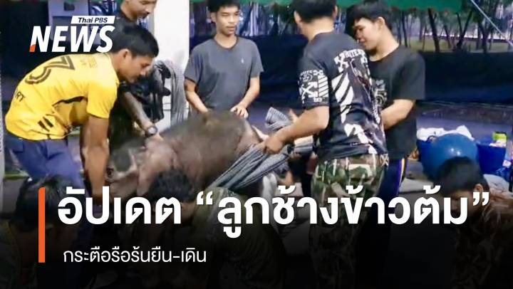 เอาใจช่วย “ข้าวต้ม” ลูกช้างป่า กระตือรือร้นยืน-เดิน 