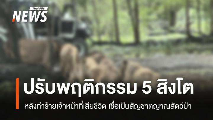 กรมอุทยานฯ สั่งกัก-ปรับพฤติกรรม “5 สิงโต” ทำร้าย จนท.เสียชีวิต